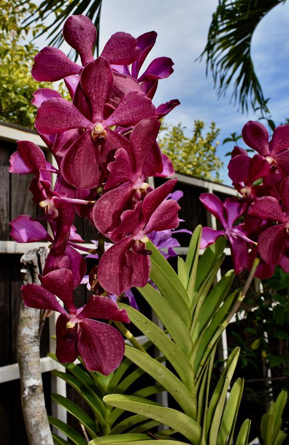 Luxury Villa Sleeps 6, Beach Access, Montego Bay Exterior foto